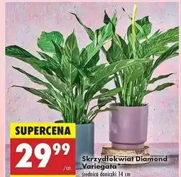 Biedronka Skrzydłokwiat diamond oferta