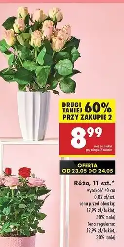 Biedronka Róże oferta