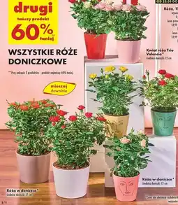 Biedronka Róża domowa don. 13 cm oferta