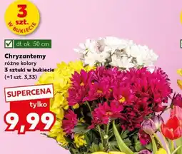 Kaufland Chryzantemy oferta