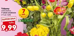 Kaufland Tulipany bukiet 7 szt oferta