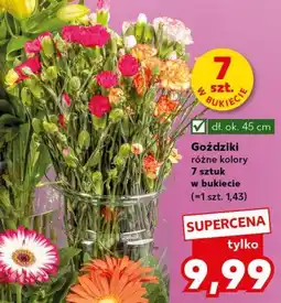 Kaufland Goździki bukiet 7 szt oferta
