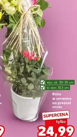 Kaufland Róża w ceramice oferta
