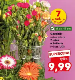 Kaufland Goździki oferta