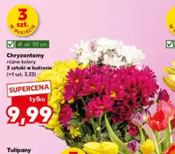 Kaufland Chryzantemy oferta