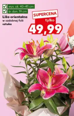 Kaufland Lilia orientalna oferta