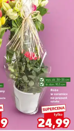 Róża w ceramice na prezent