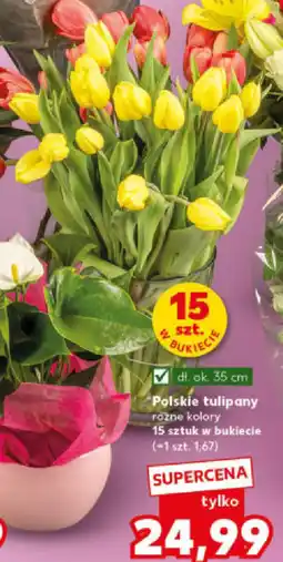 Kaufland Polskie tulipany oferta