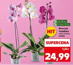 Kaufland Storczyk 1-pędowy oferta