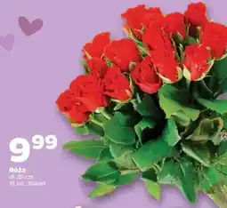 Netto Róże oferta