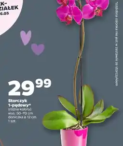 Netto Storczyk 1-pędowy oferta