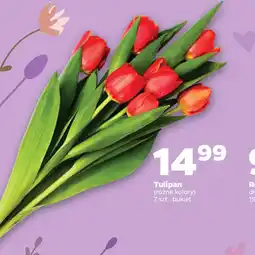 Netto Tulipan oferta