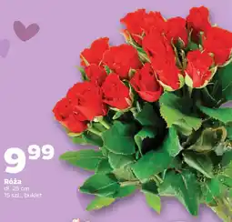 Netto Róża oferta