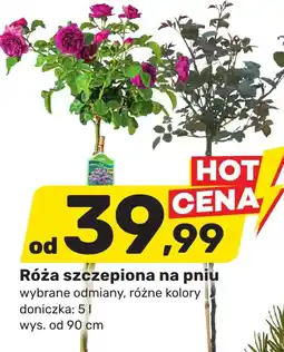 Bricomarche Róża szczepiona na pniu oferta