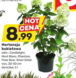 Bricomarche Hortensja bukietowa oferta
