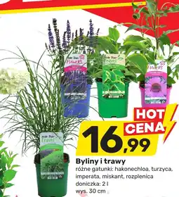 Bricomarche Byliny i trawy oferta