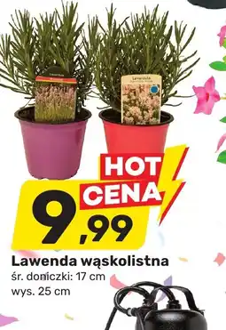 Bricomarche Lawenda wąskolistna oferta