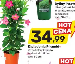 Bricomarche Dipladenia Piramid oferta