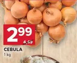 Stokrotka Optima Cebula oferta