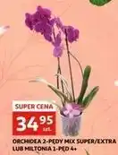 Orchidea 2-pędowa