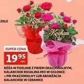 Auchan Kalanchoe w ceramicznej doniczce oferta