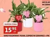 Skrzydłokwiat pearl cupido