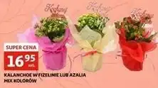 Azalia w fizelinie