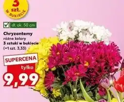 Kaufland Chryzantemy 50 cm oferta