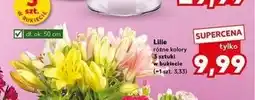 Kaufland Lilie oferta