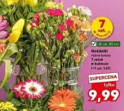 Kaufland Goździki oferta
