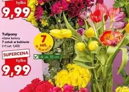 Kaufland Tulipany oferta