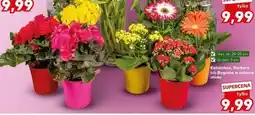 Kaufland Begonia oferta