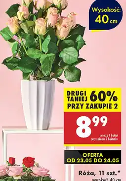 Biedronka Róża oferta