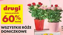 Biedronka Róże doniczkowe oferta
