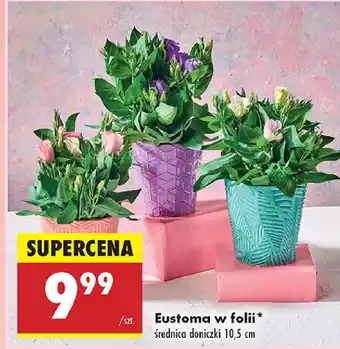 Biedronka Eustoma w folii oferta