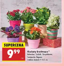 Biedronka Kwiaty kwitnące oferta