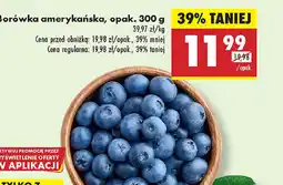 Biedronka Borówka amerykańska oferta