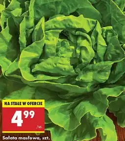 Biedronka Sałata masłowa oferta