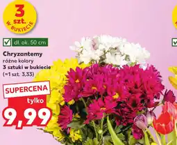 Kaufland Chryzantemy oferta