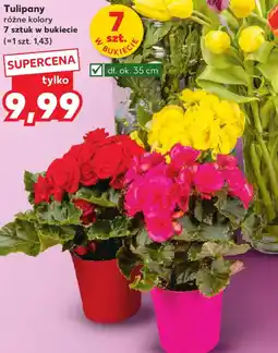 Kaufland Tulipany oferta