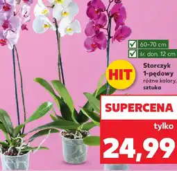 Kaufland Storczyk oferta