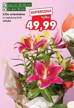 Kaufland Lilia orientalna oferta