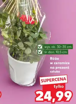 Kaufland Róża w ceramice na prezent oferta