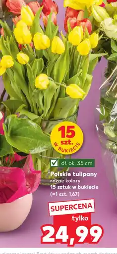 Kaufland Polskie tulipany oferta