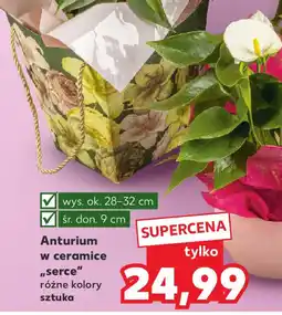 Kaufland Anturium w ceramice "serce" oferta