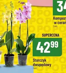 Polomarket Storczyk S! oferta