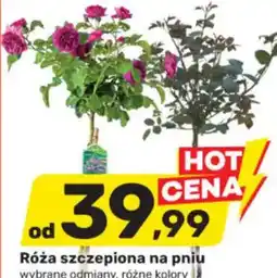 Bricomarche Róża szczepiona na pniu oferta
