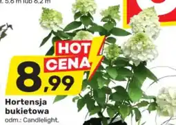 Bricomarche Hortensja bukietowa oferta