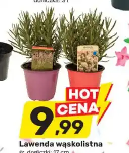 Bricomarche Lawenda wąskolistna oferta