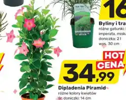 Dipladenia Piramid